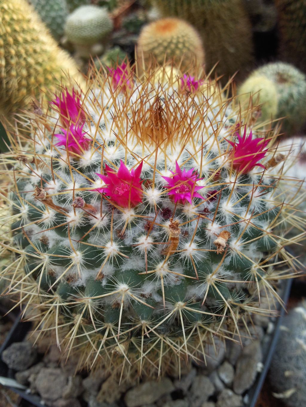 Mammillaria kewensis